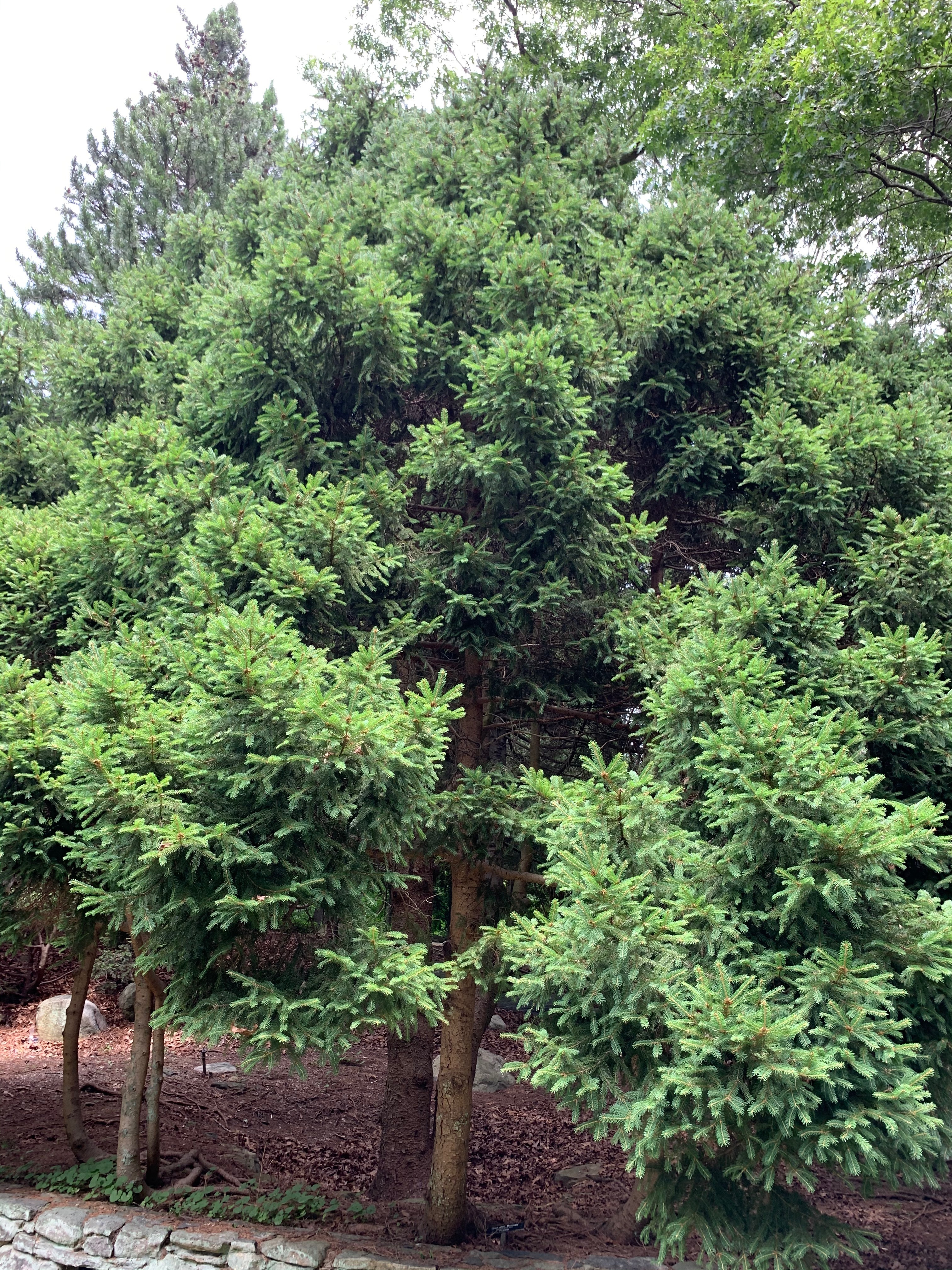 Picea abies 