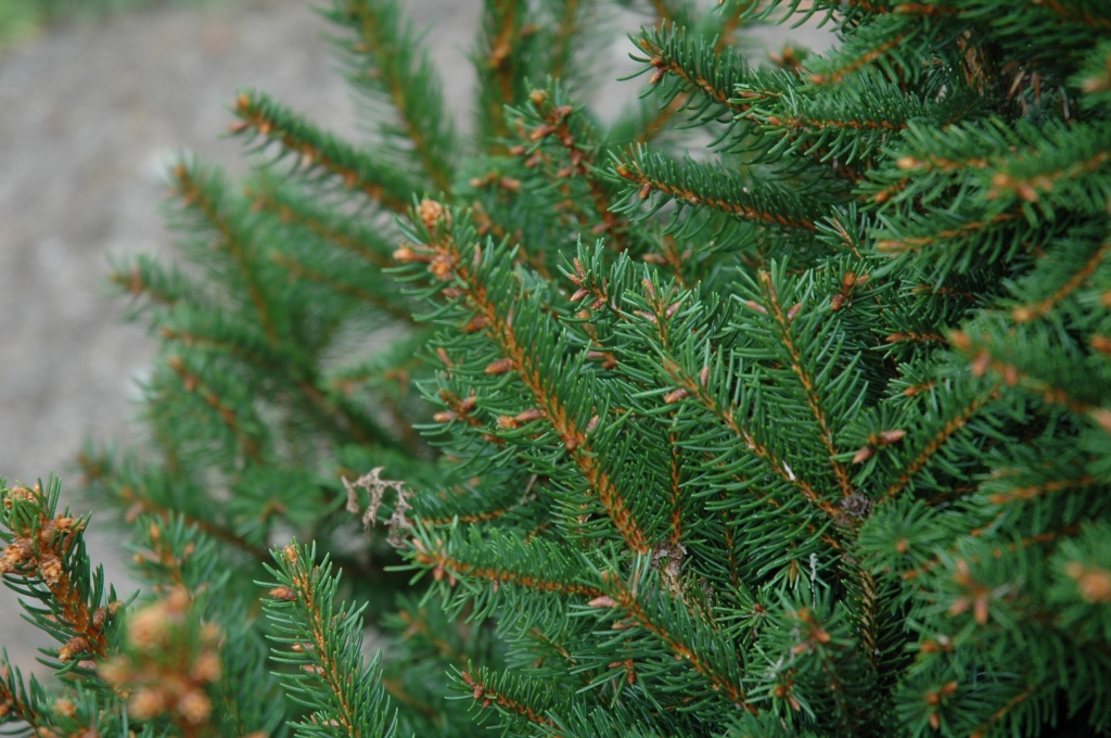 Picea abies 