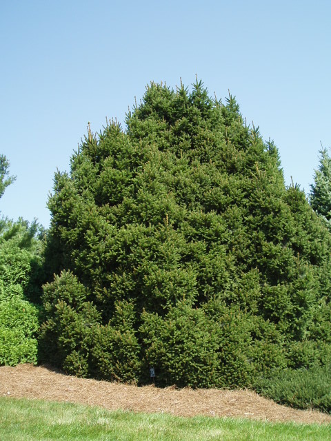 Picea abies 