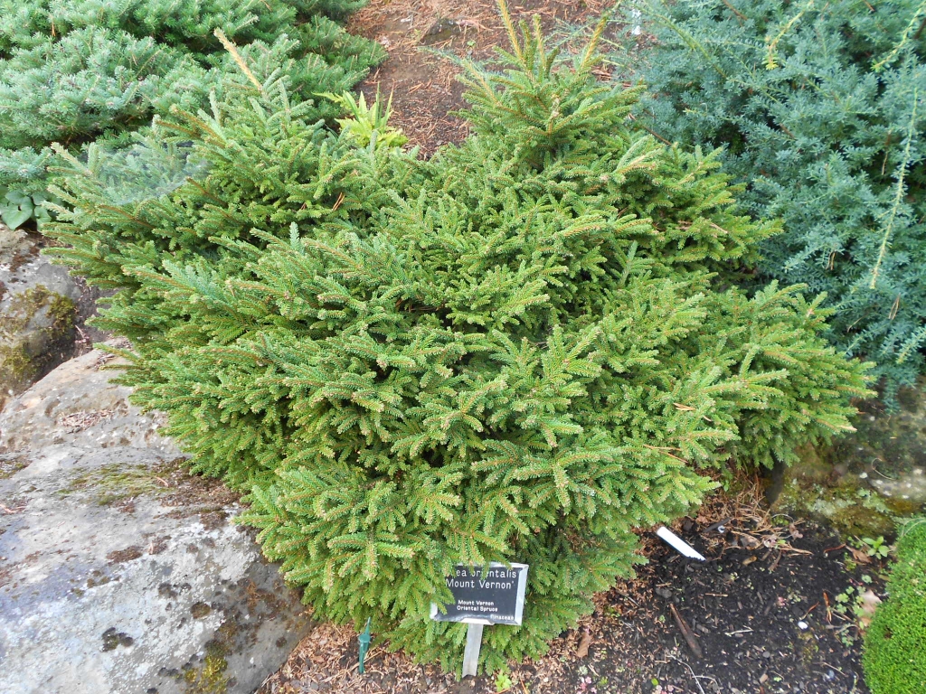 Picea orientalis 