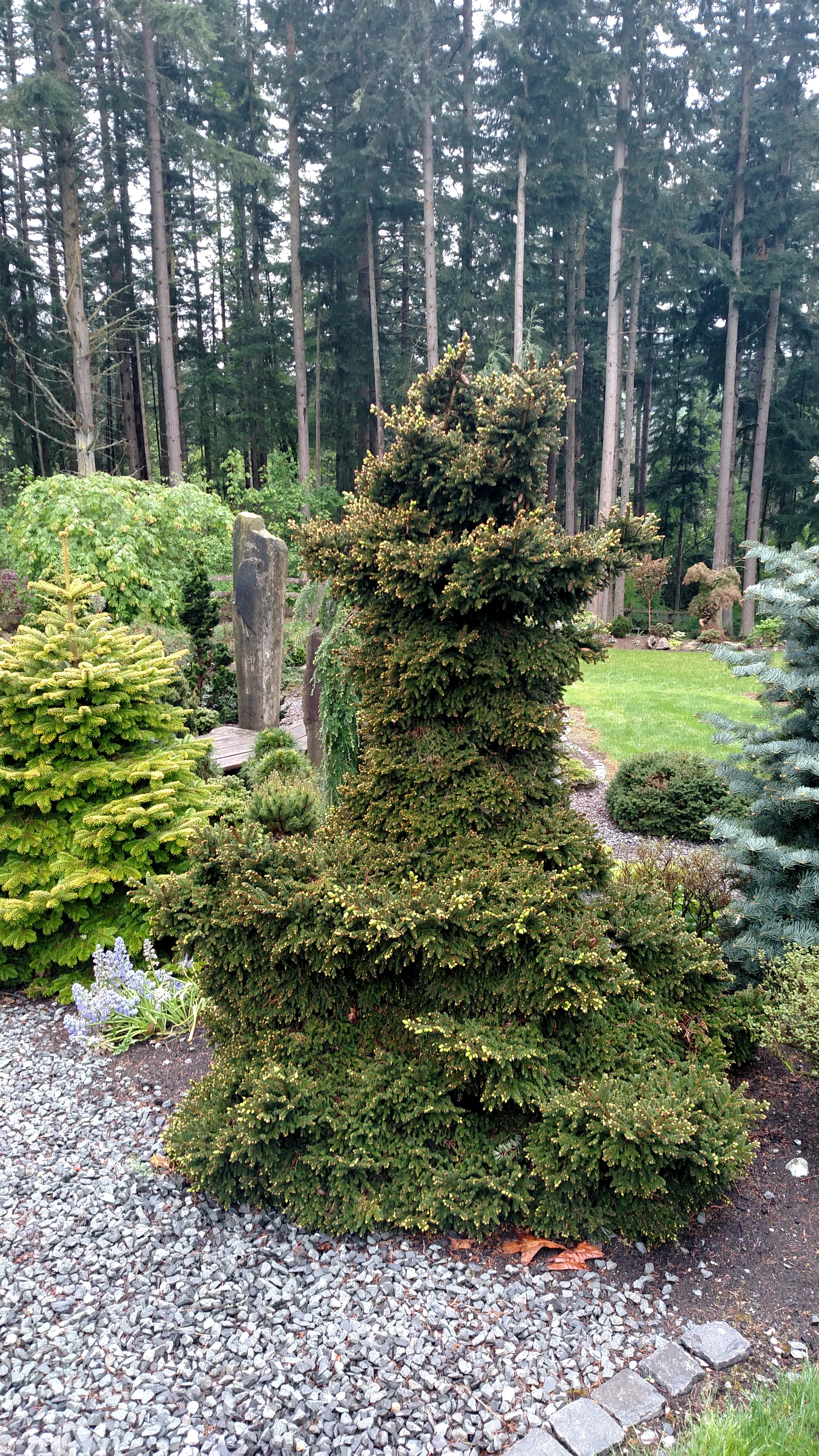 Picea orientalis 