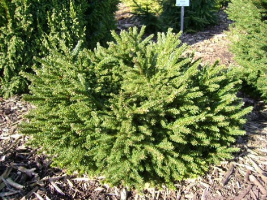 Picea orientalis 