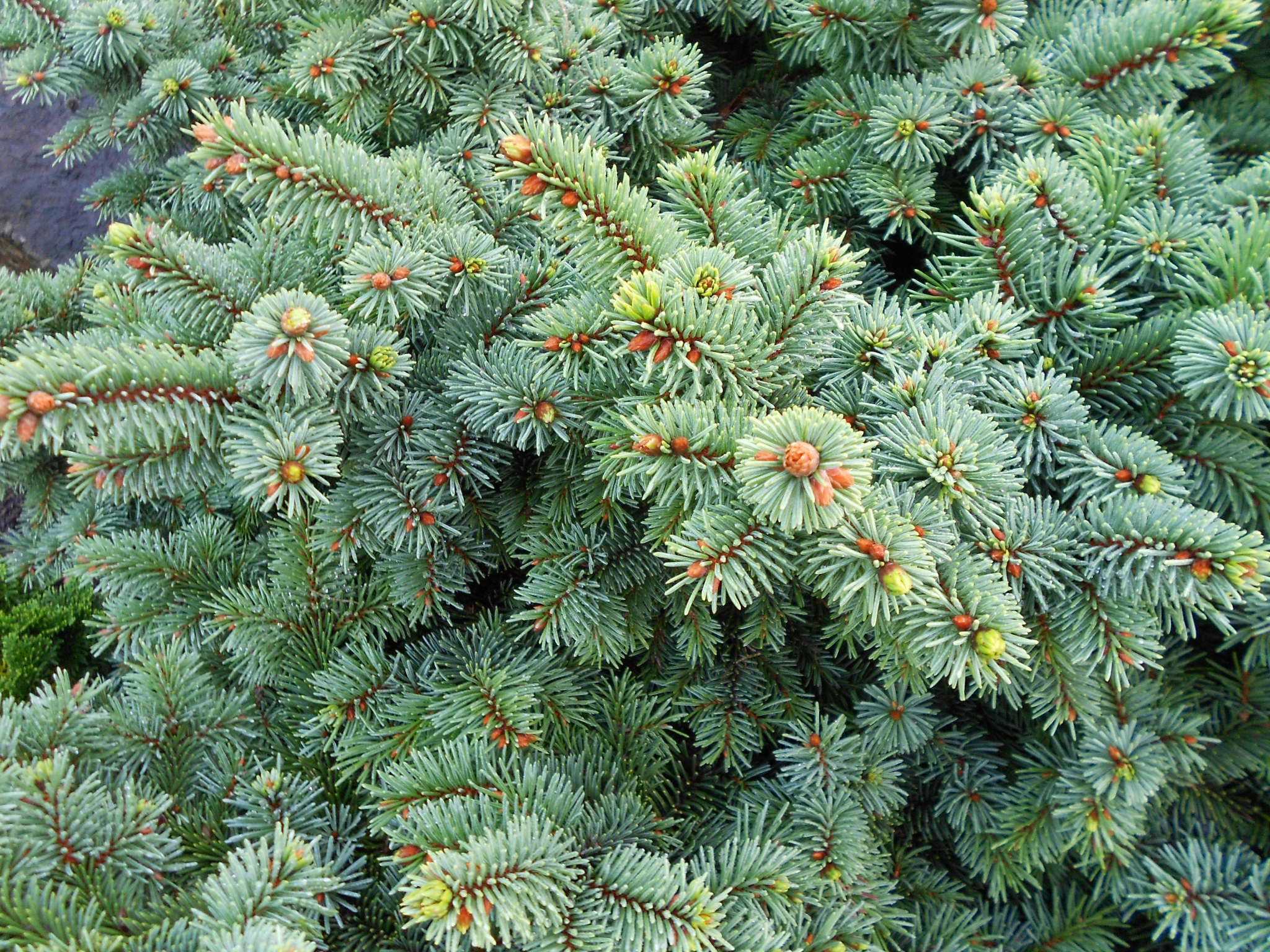 Picea pungens 