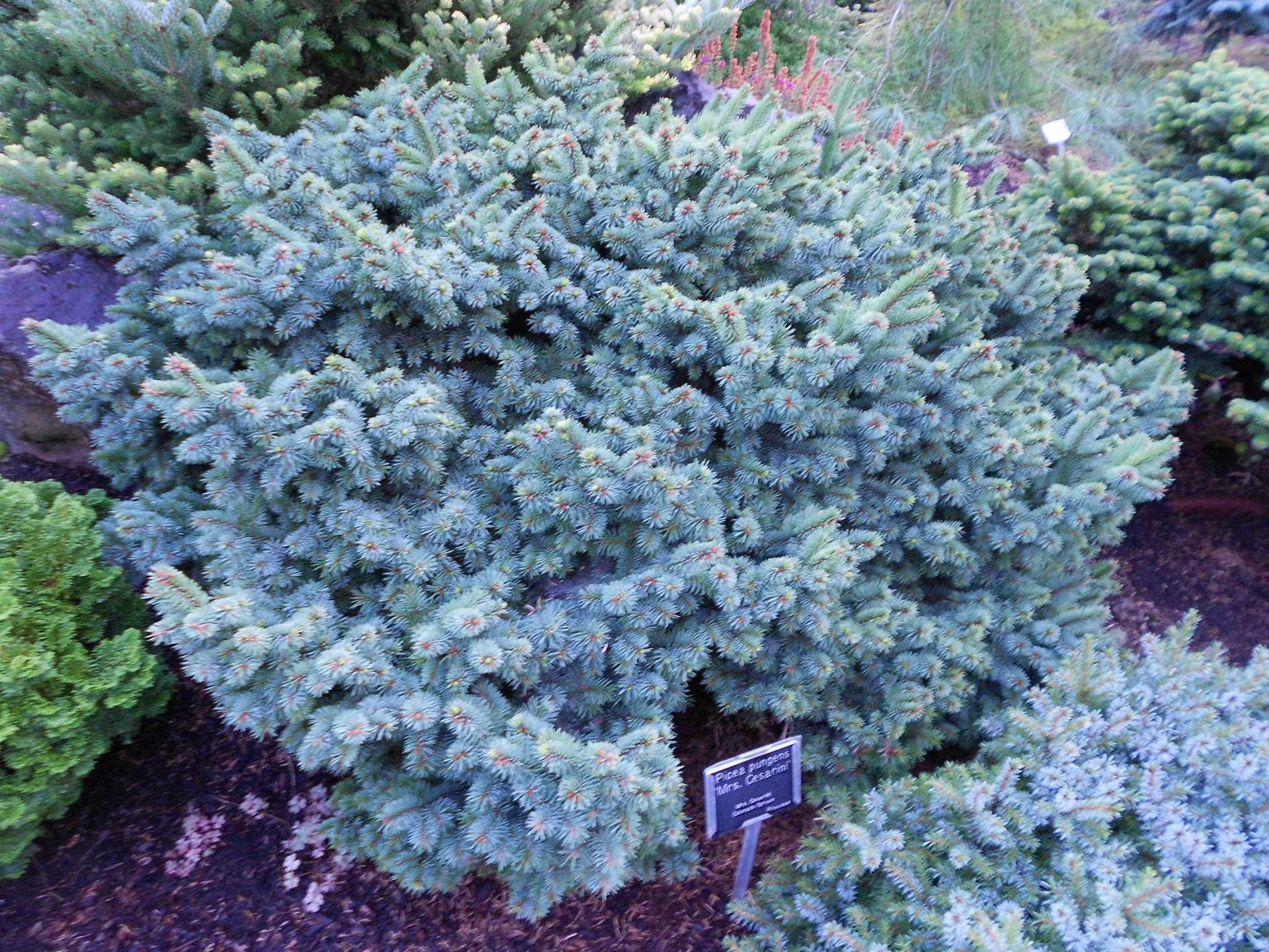 Picea pungens 