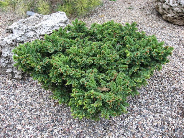 Picea pungens 