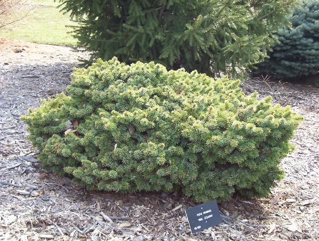 Picea pungens 