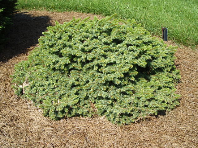 Picea pungens 