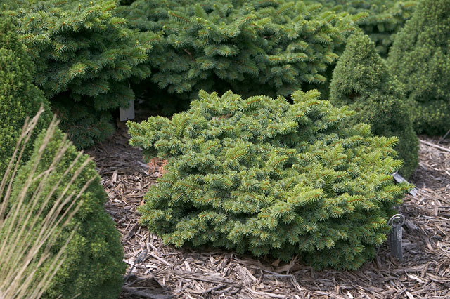 Picea pungens 
