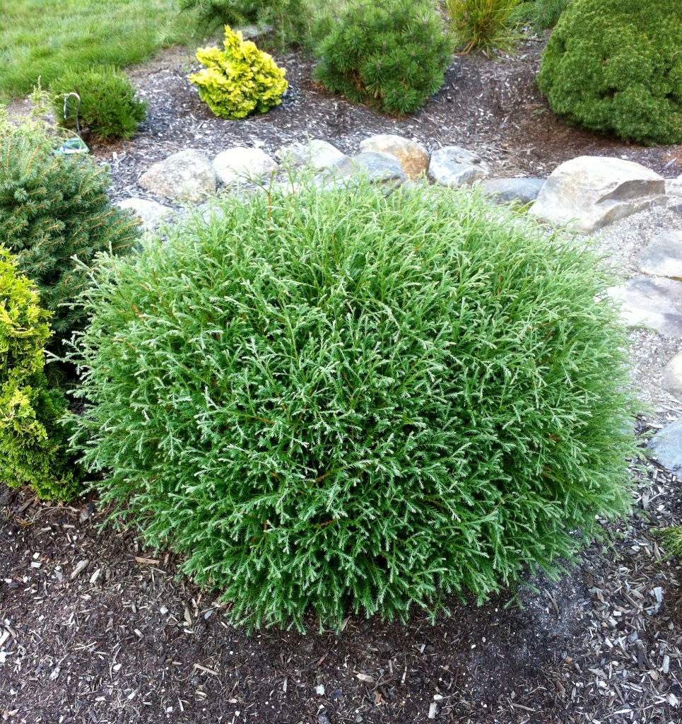 Thuja occidentalis 