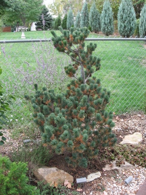 Pinus parviflora 