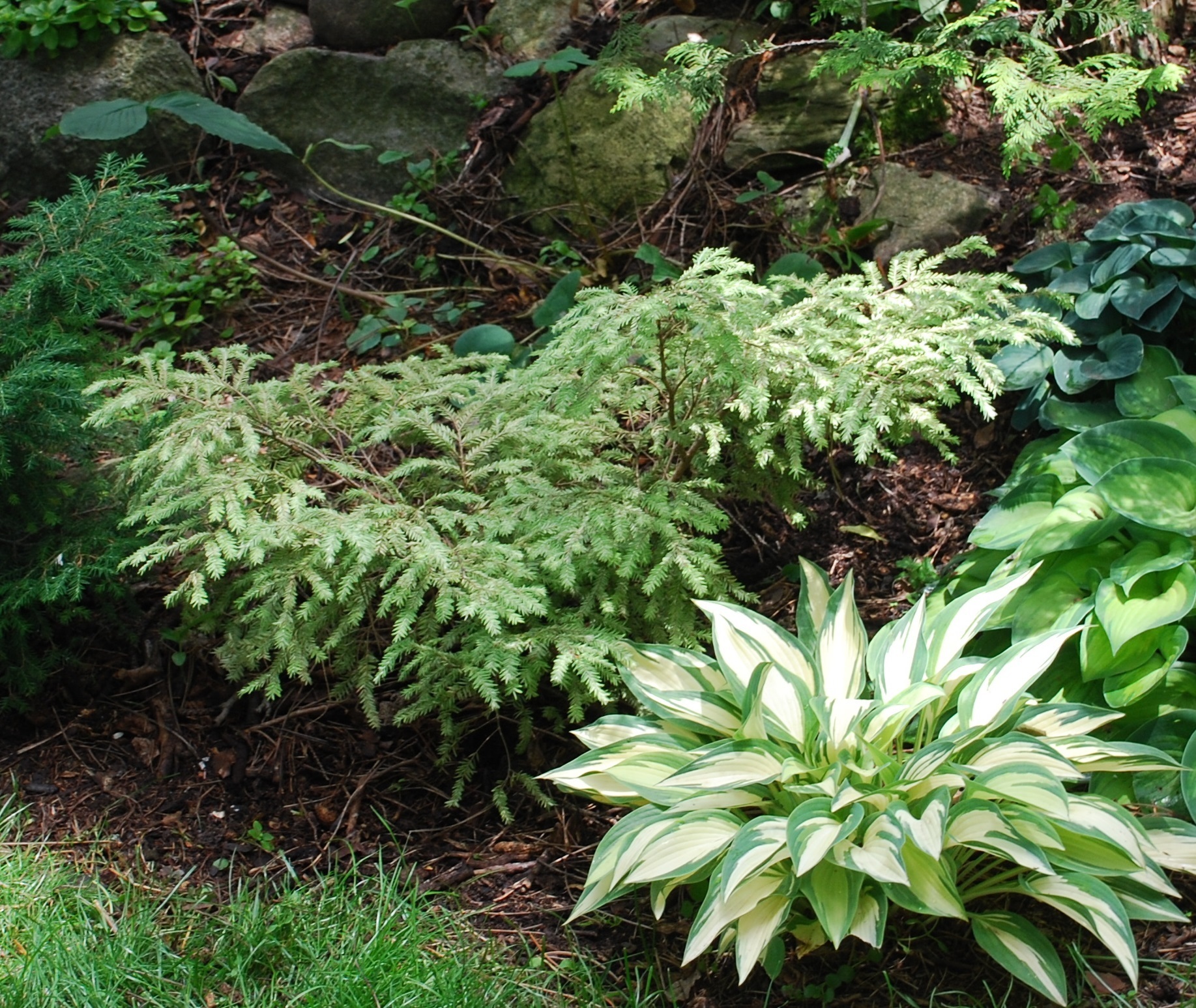 Tsuga canadensis 
