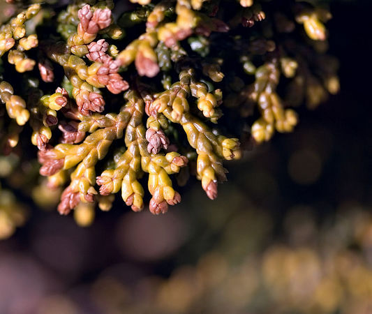 Juniperus horizontalis 