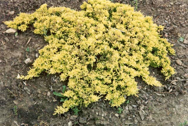 Juniperus horizontalis 
