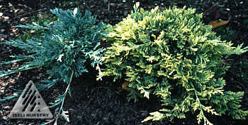Juniperus horizontalis 