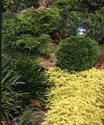 Juniperus horizontalis 