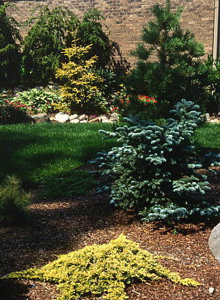 Juniperus horizontalis 