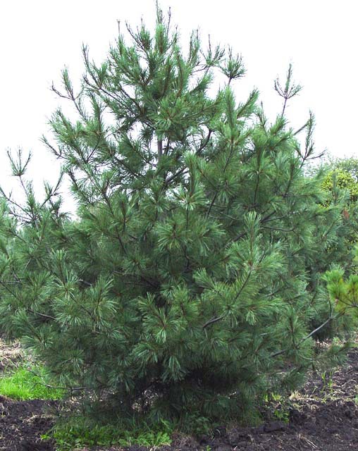 Pinus wallichiana 