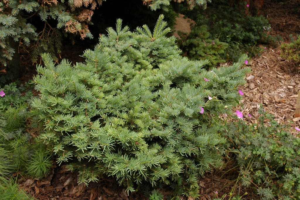 Abies concolor 