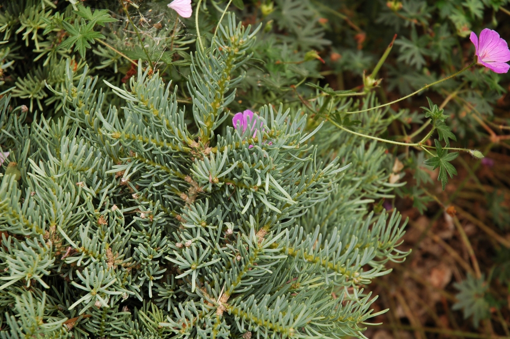 Abies concolor 