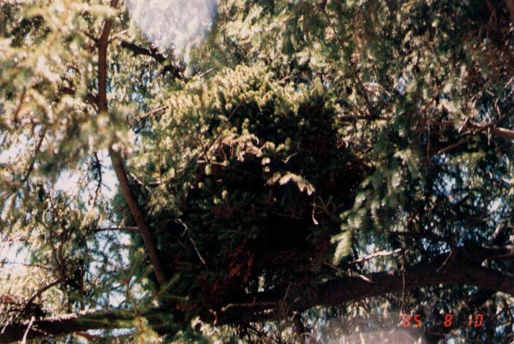 Picea abies 