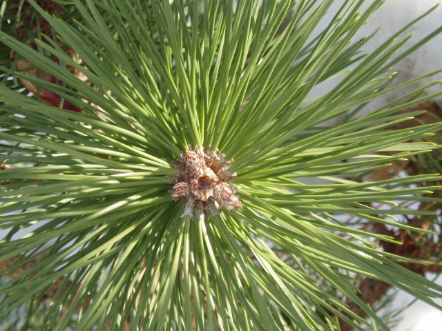 Pinus nigra 