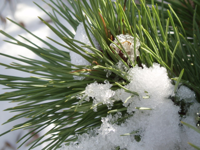 Pinus nigra 