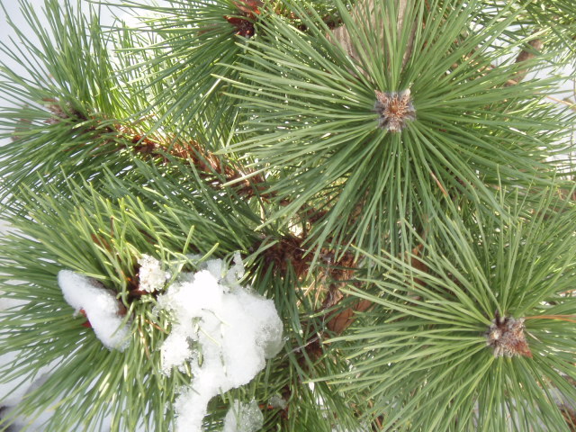 Pinus nigra 