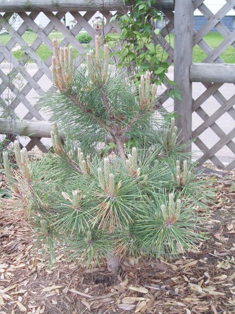 Pinus nigra 