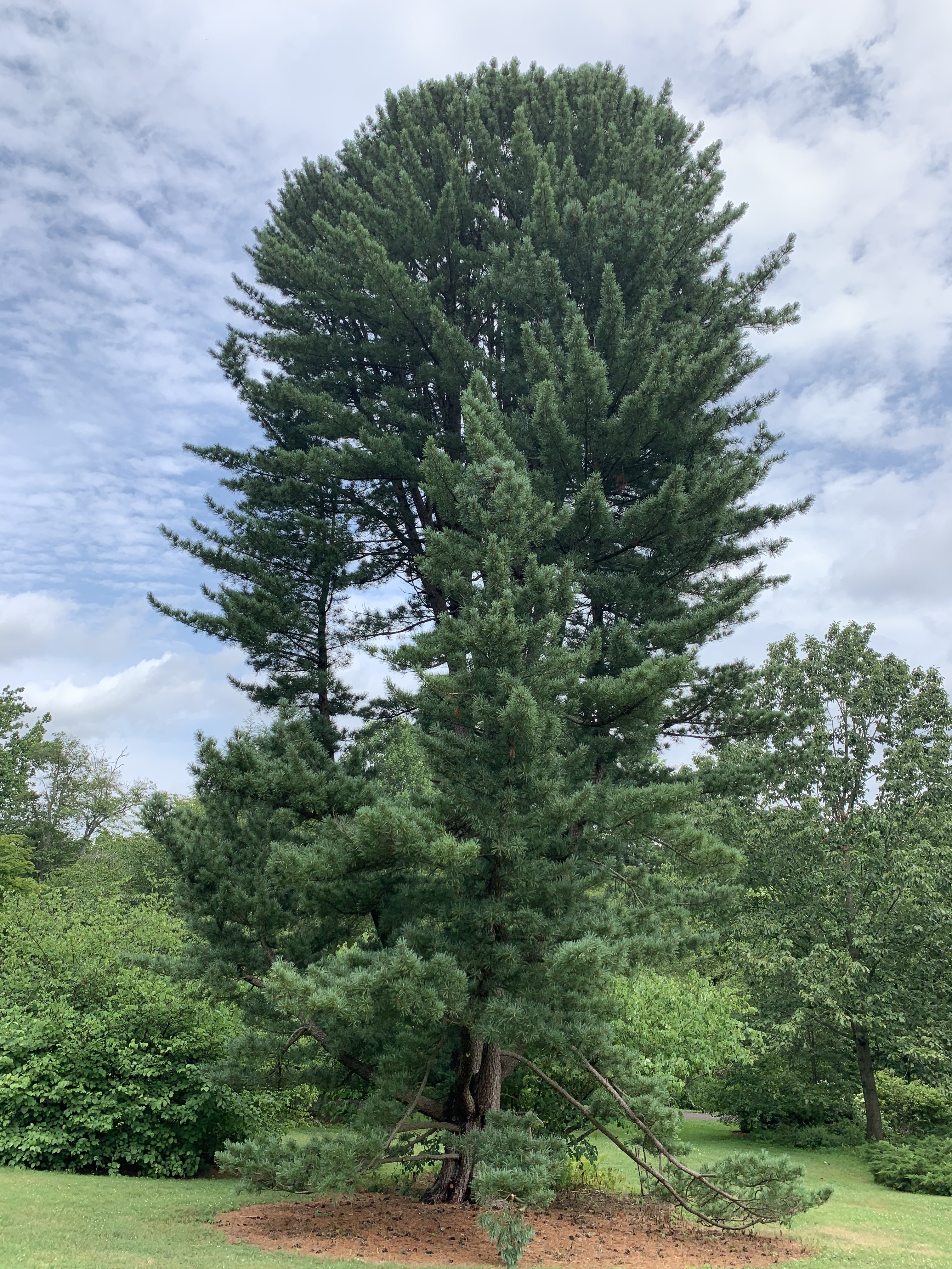 Pinus koraiensis 