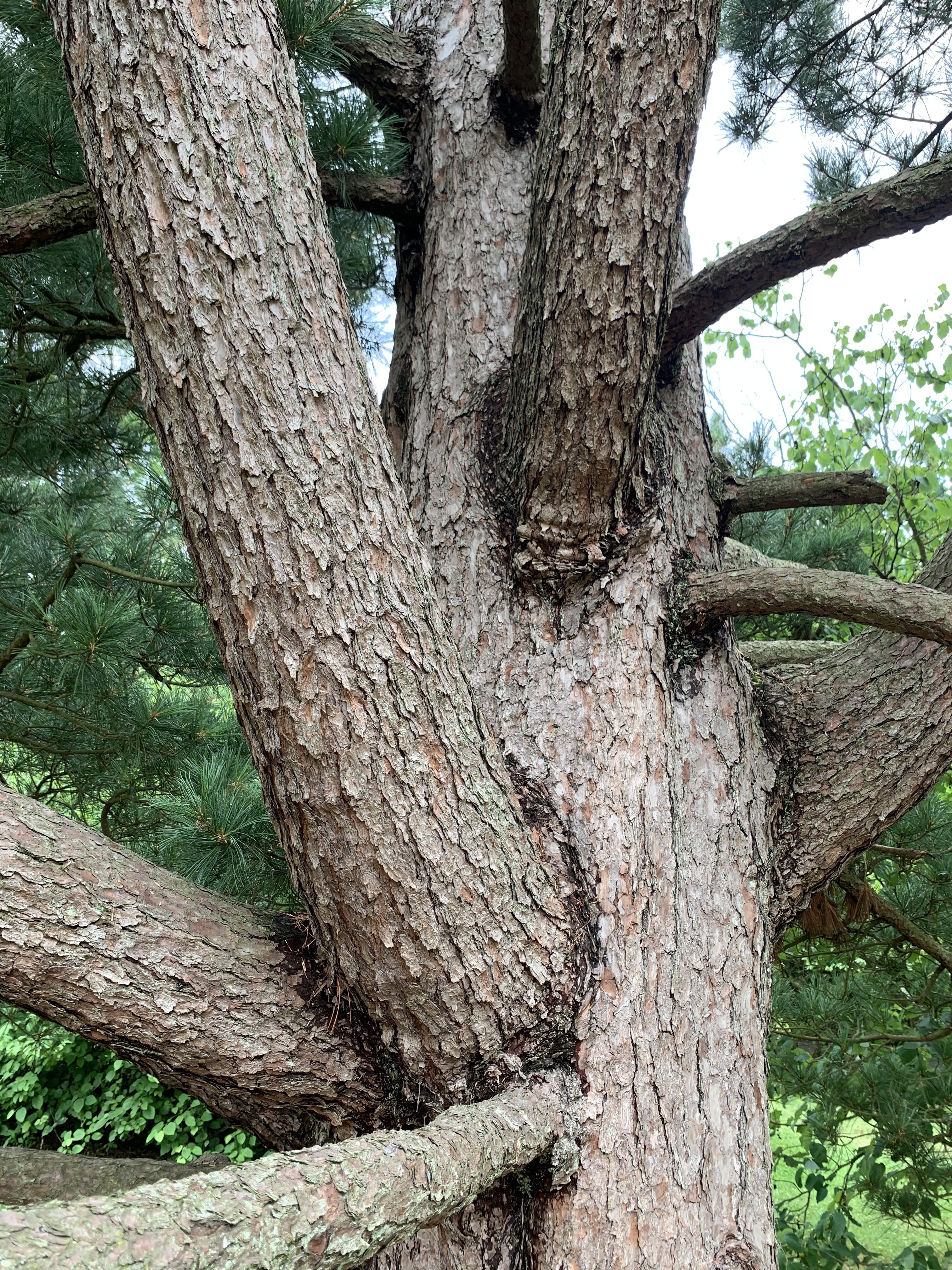 Pinus koraiensis 