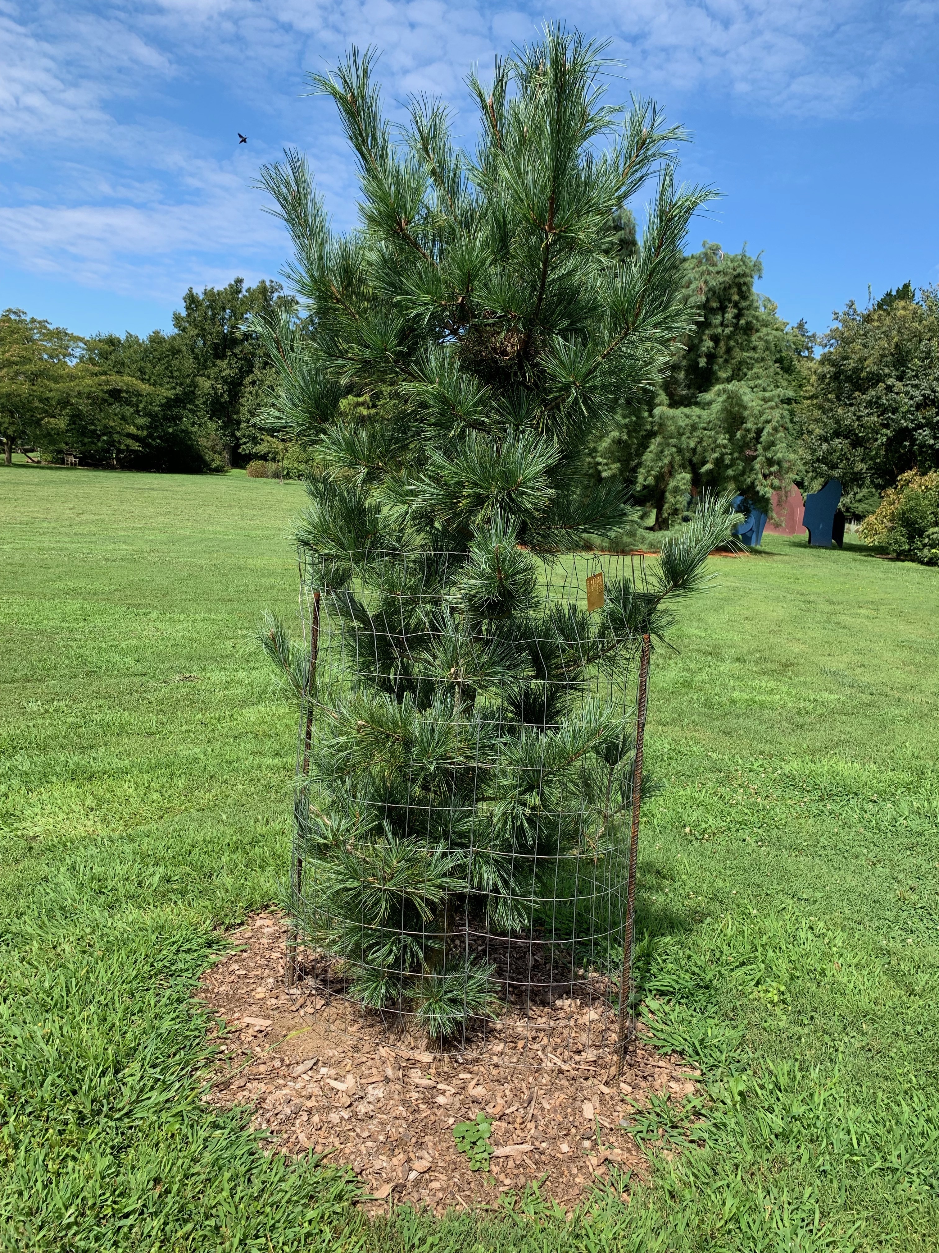 Pinus koraiensis 