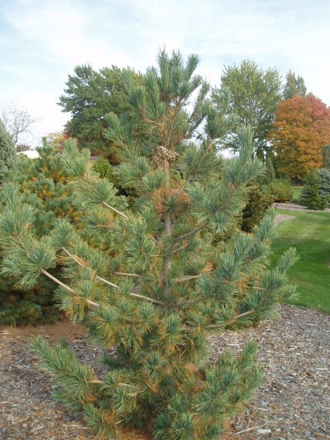 Pinus koraiensis 