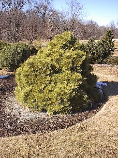 Pinus densiflora 