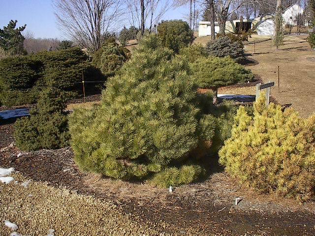 Pinus densiflora 