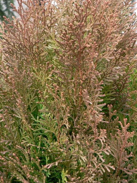 Platycladus orientalis 