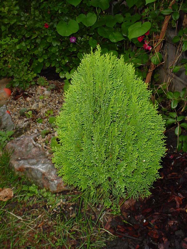 Platycladus orientalis 