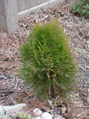 Platycladus orientalis 