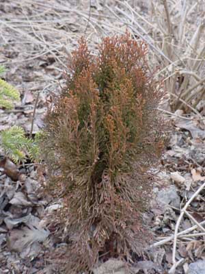 Platycladus orientalis 