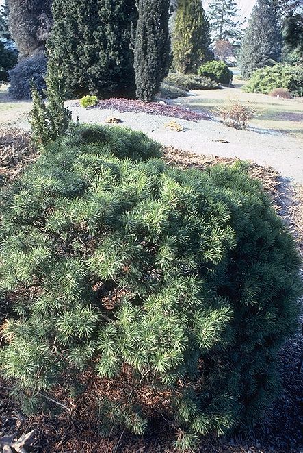 Pinus mugo 