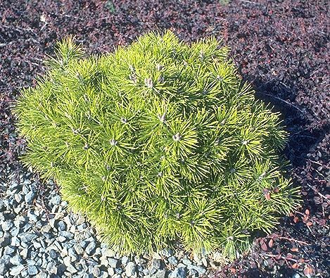 Pinus mugo 