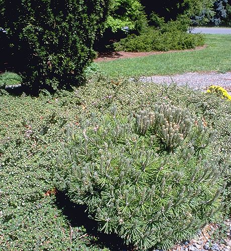 Pinus mugo 