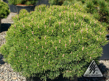 Pinus mugo 