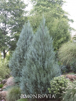 Juniperus scopulorum 