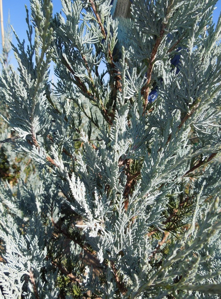 Juniperus scopulorum 