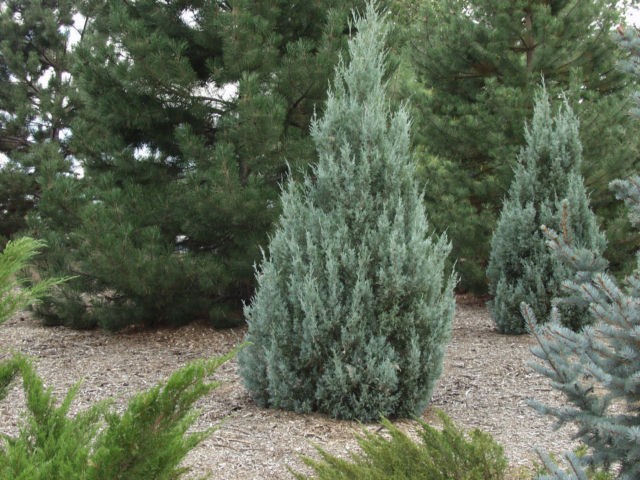 Juniperus scopulorum 