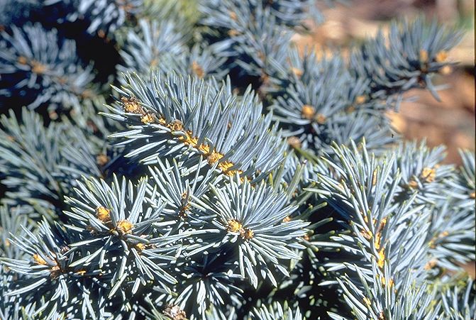 Picea pungens 