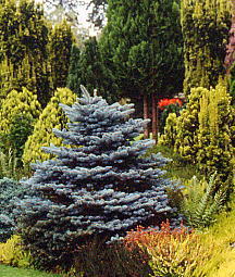 Picea pungens 
