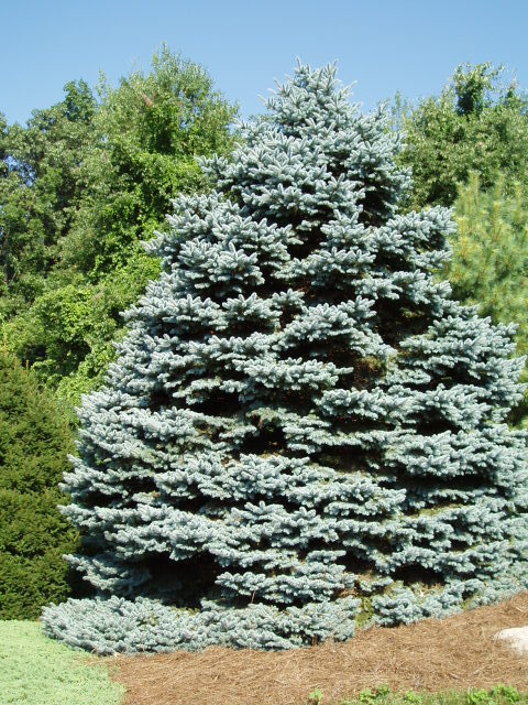 Picea pungens 