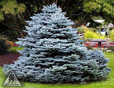 Picea pungens 
