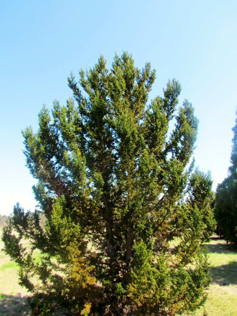 Cryptomeria japonica 